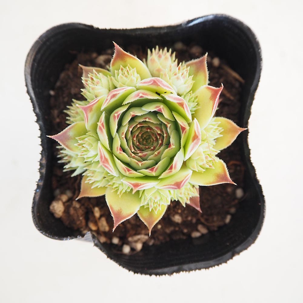 センペルビウム ティヒ 【多肉植物 3号】