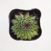 センペルビウム クラクフ 【多肉植物 3号】