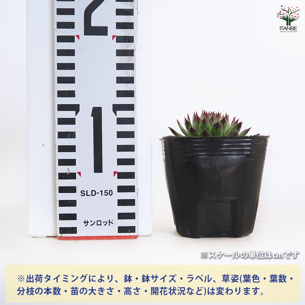 専用ページ　多肉植物　ミックスセンペルビウム　中サイズ　大株プラス センペルビウム クラクフ 【多肉植物 3号】｜ 【植物のITANSE