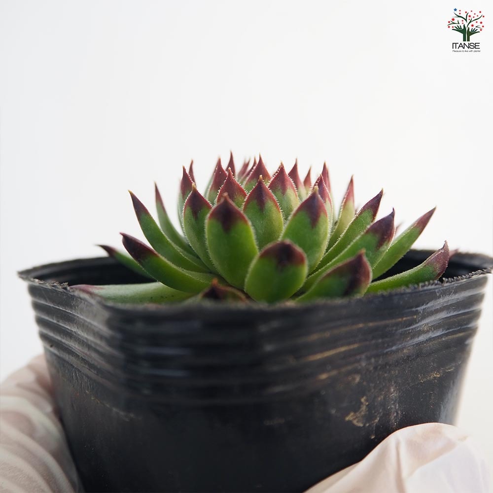センペルビウム クラクフ 【多肉植物 3号】｜ 【植物のITANSE