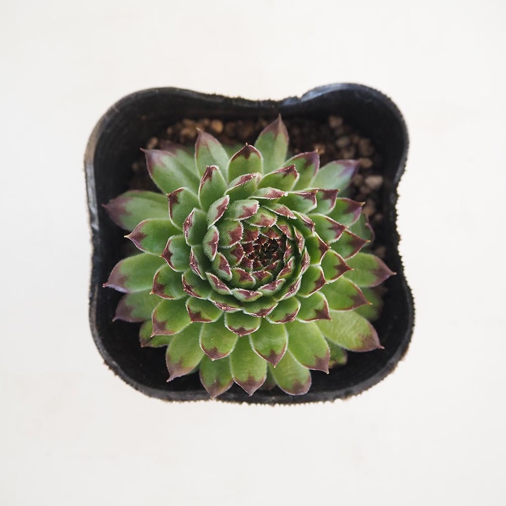 センペルビウム 輸入 Snak Eye センペルビウム｜【植物のITANSE】全品送料無料・即出荷!