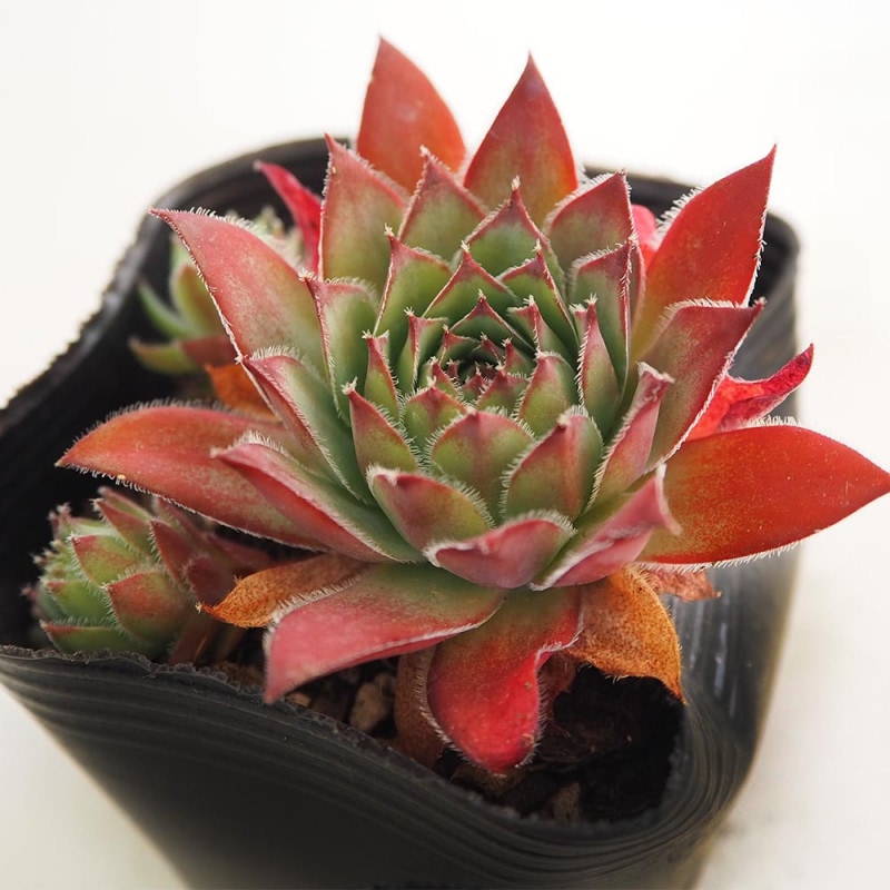 センペルビウム｜【植物のITANSE】全品送料無料・即出荷!