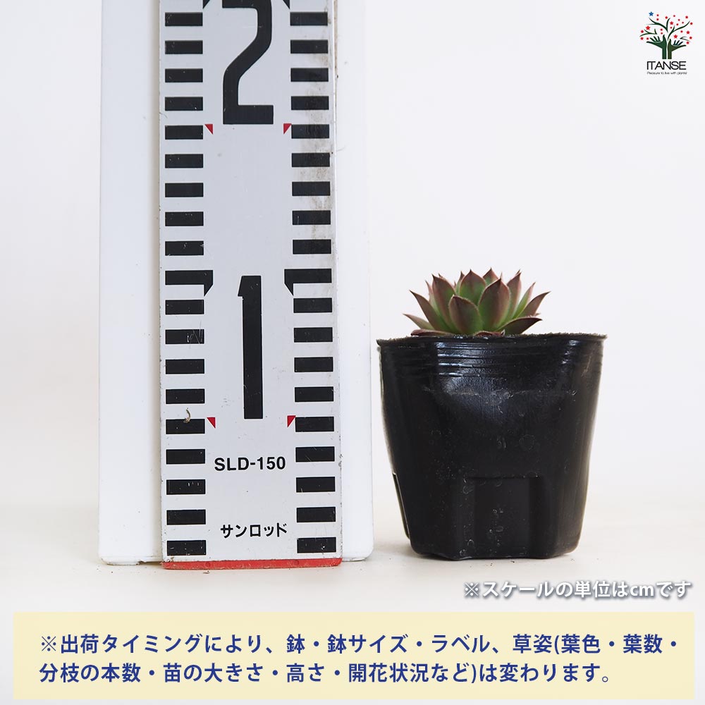 センペルビウム ビトム 【多肉植物 3号】｜ 【植物のITANSE