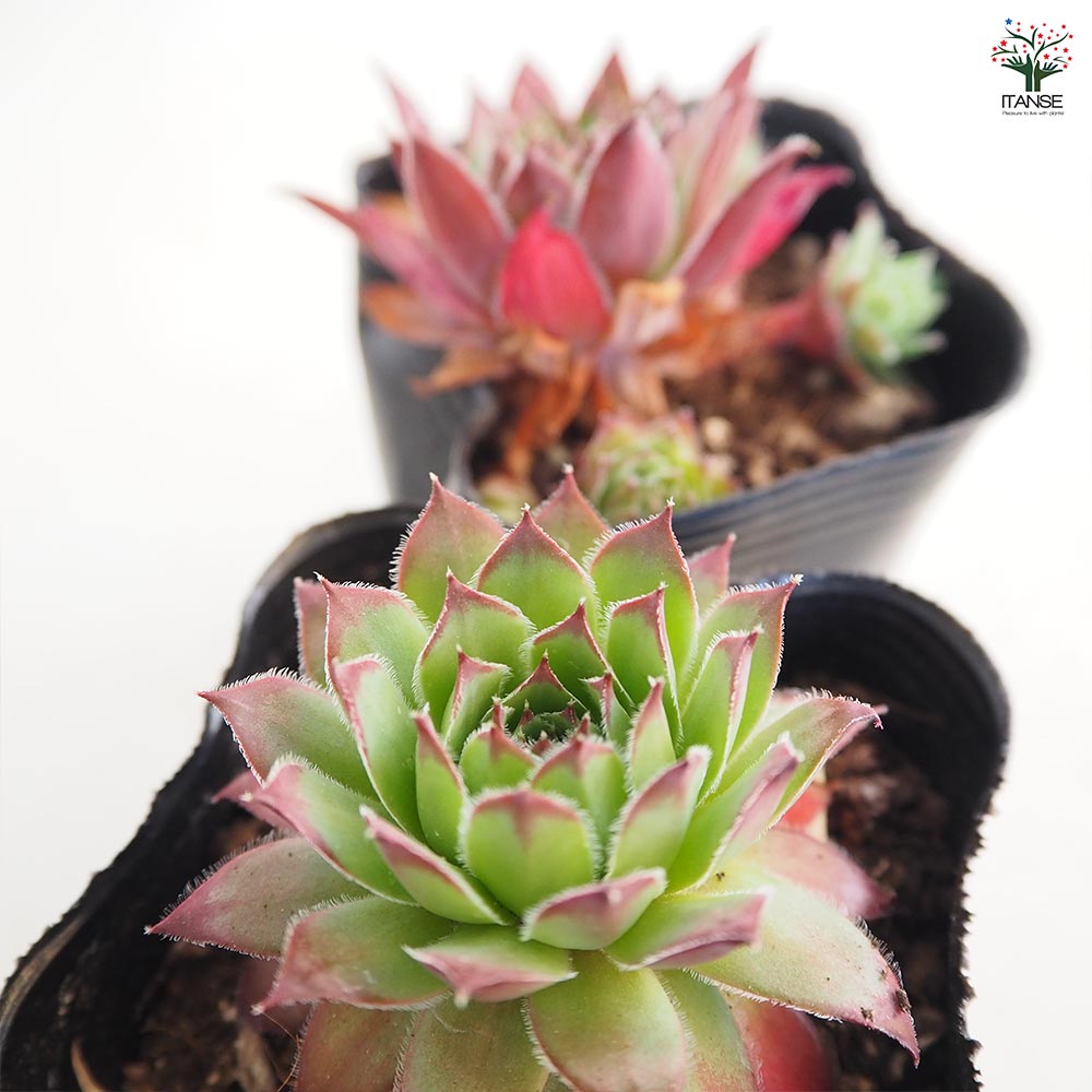 センペルビウム ビトム 【多肉植物 3号】｜ 【植物のITANSE