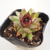 センペルビウム ルブリン 【多肉植物 3号】