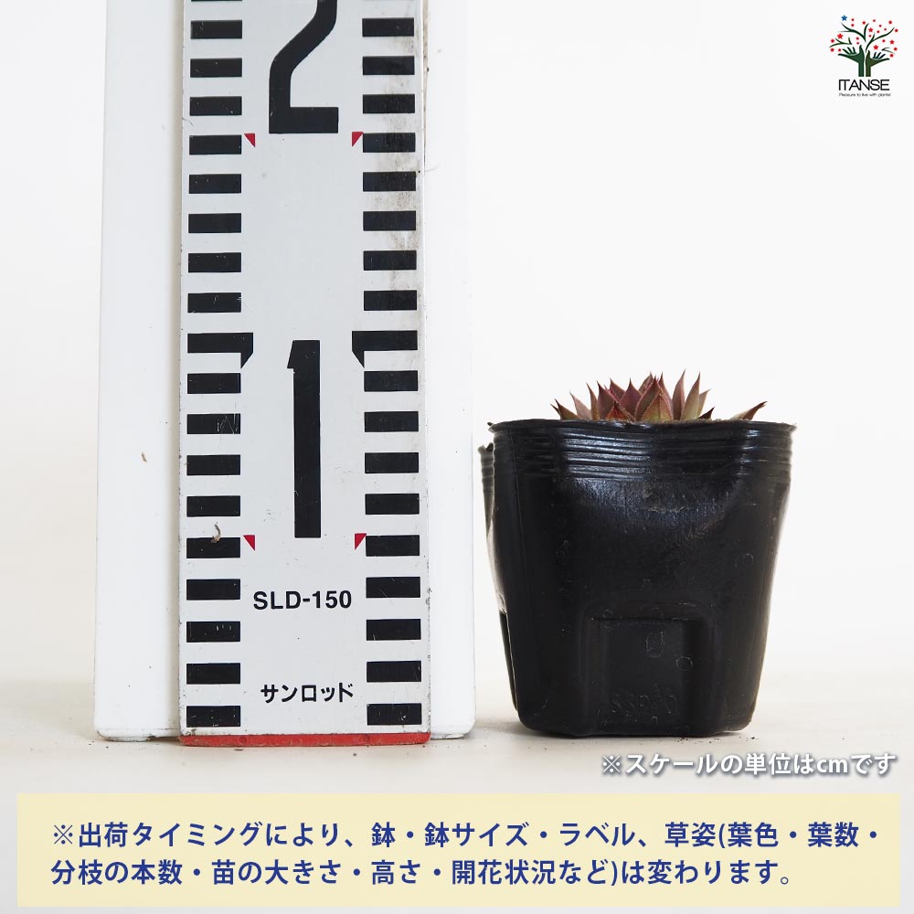 センペルビウム ルブリン 【多肉植物 3号】｜ 【植物のITANSE