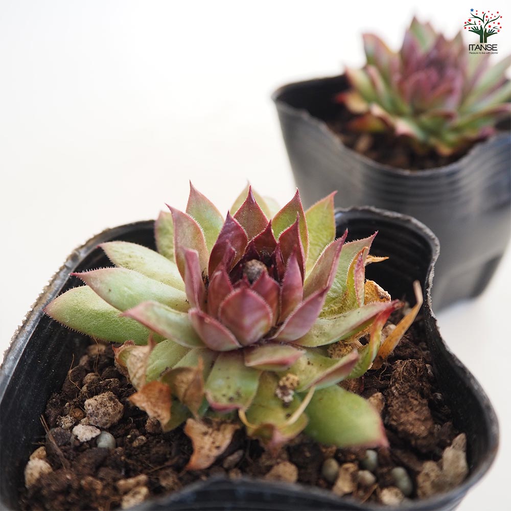 センペルビウム ルブリン 【多肉植物 3号】｜ 【植物のITANSE