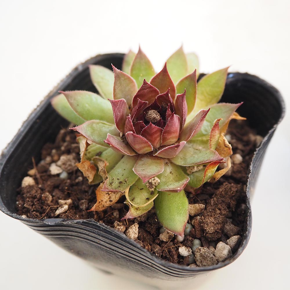 n  名前付きセンペルビウム9苗セットN 楽天市場】ブロンコ センペルビウム属 多肉植物 9cmポット観葉