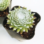 センペルビウム ワルシャワ 【多肉植物 3号】