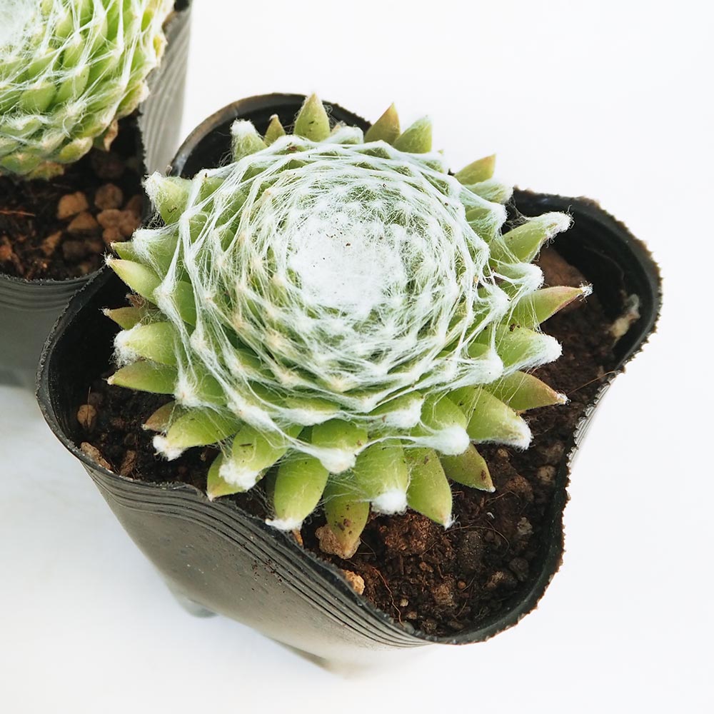 センペルビウム｜【植物のITANSE】全品送料無料・即出荷!