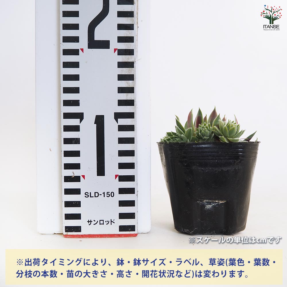 センペルビウム ウッチ 【多肉植物 3号】｜ 【植物のITANSE