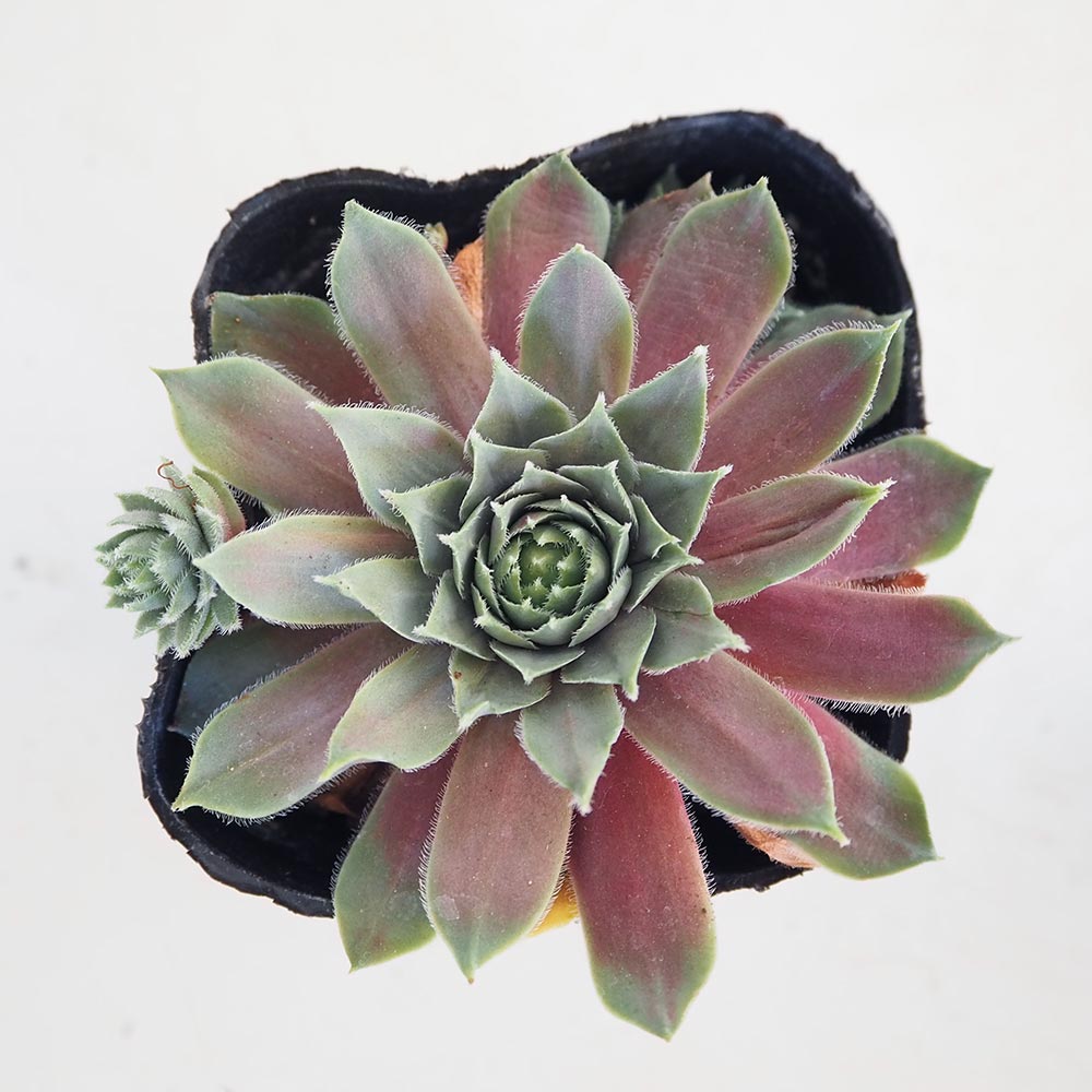 センペルビウム ウッチ 【多肉植物 3号】