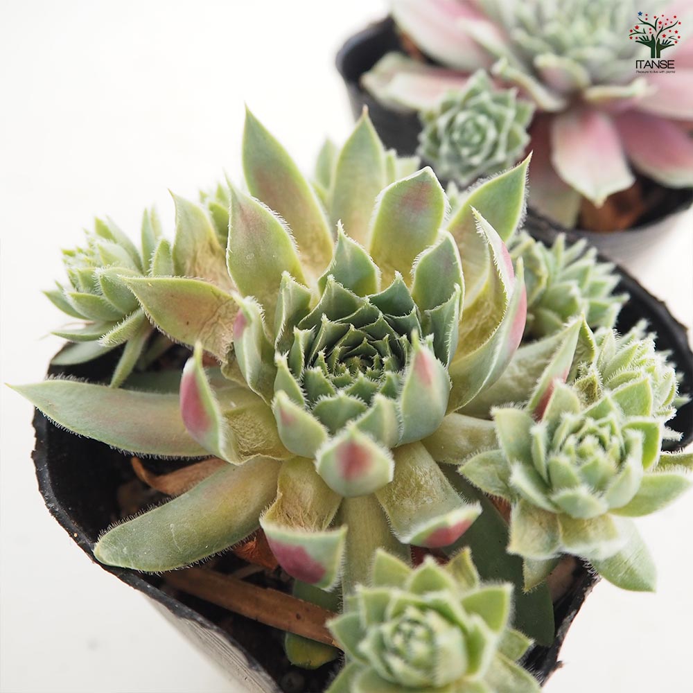 センペルビウム ウッチ 【多肉植物 3号】｜ 【植物のITANSE