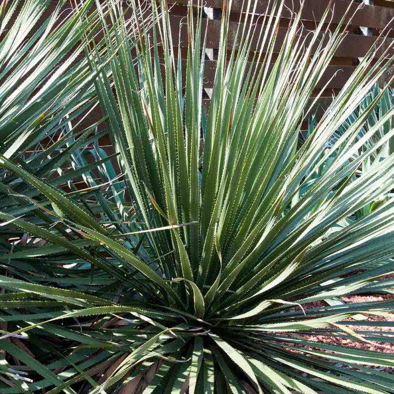 ダシリリオン ウィーレリ 【多肉植物 6号】｜ 【植物のITANSE