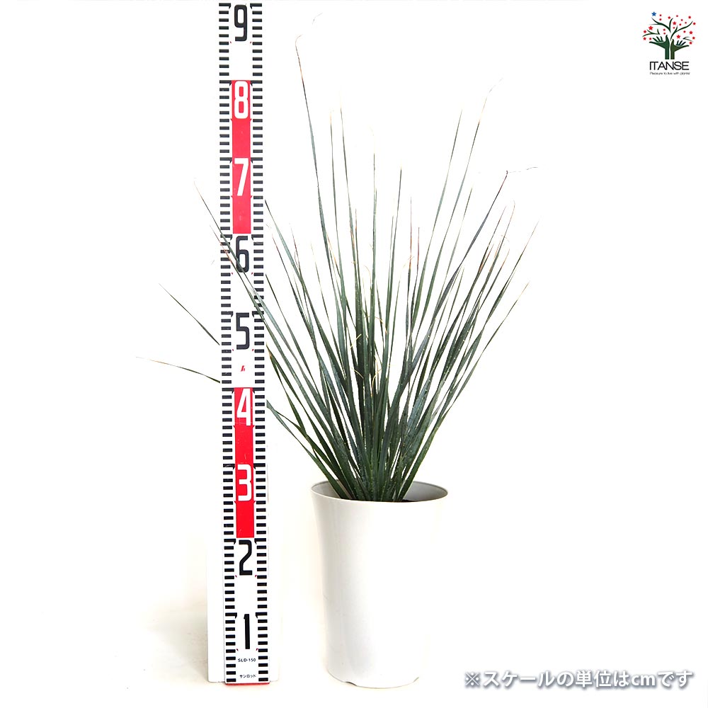 ダシリリオン ウィーレリ 【多肉植物 7号／1個売り】｜ 【植物の