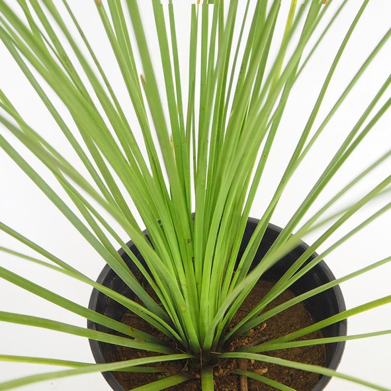 ダシリリオン ロンギッシマム 【多肉植物 13号／1個売り】｜ 【植物の