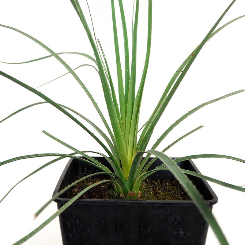ダシリリオン クアドラングラツム 【多肉植物 7号／1個売り】｜ 【植物