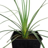 ダシリリオン グラウコフィルム 【多肉植物 7号／1個売り】|多肉植物