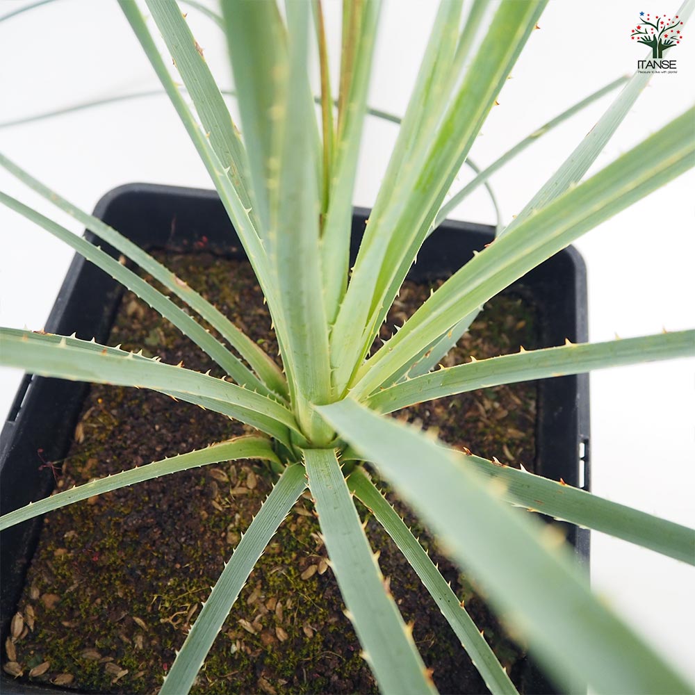 ダシリリオン グラウコフィルム 【多肉植物 7号／1個売り】｜ 【植物の