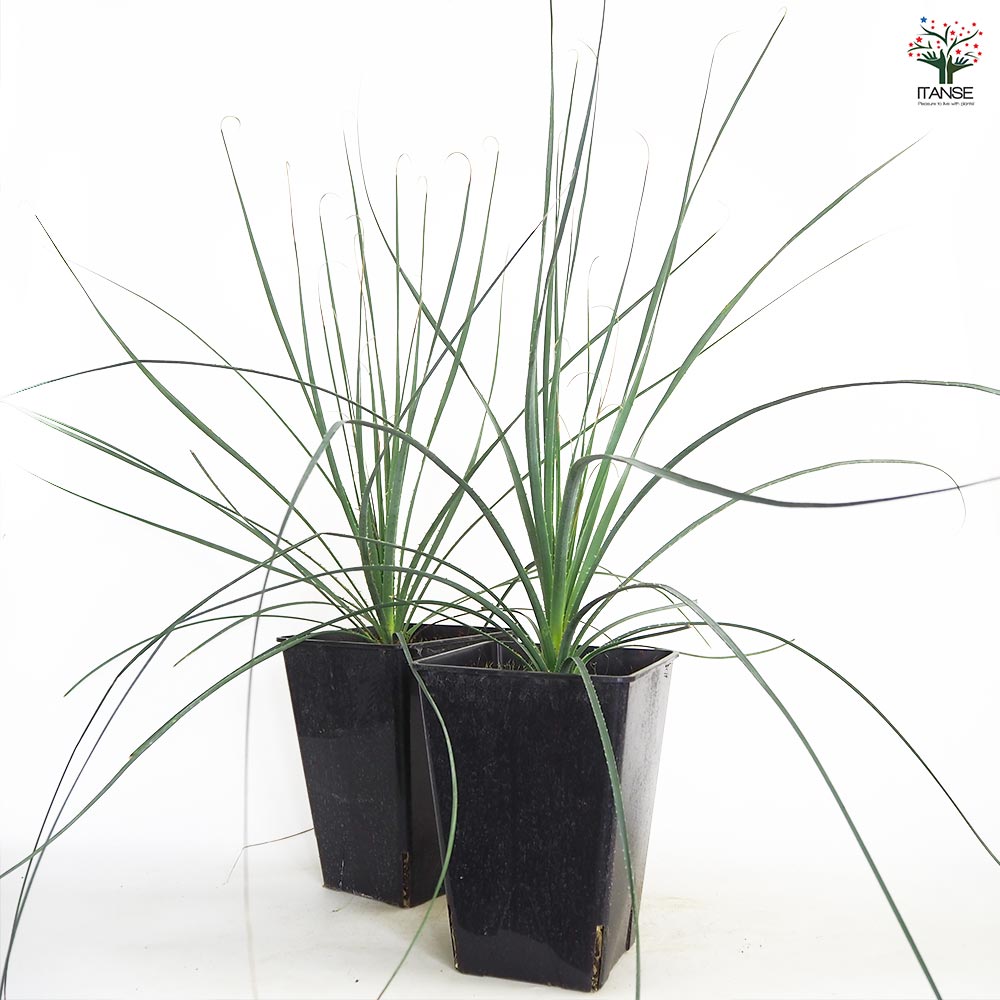 ダシリリオン グラウコフィルム 【多肉植物 7号／1個売り