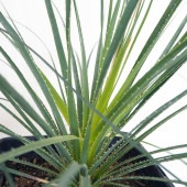 ダシリリオン パリヤナム 【多肉植物 7号／1個売り】|多肉植物