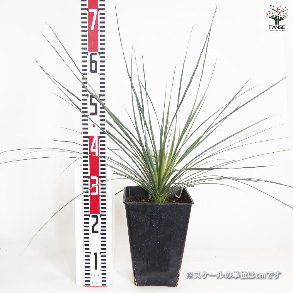 ダシリリオン パリヤナム 【多肉植物 7号／1個売り】｜ 【植物の