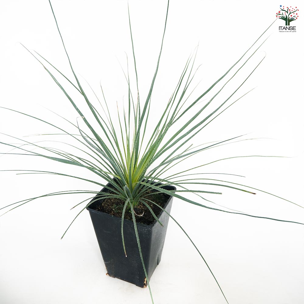 ダシリリオン パリヤナム 【多肉植物 7号／1個売り】｜ 【植物の