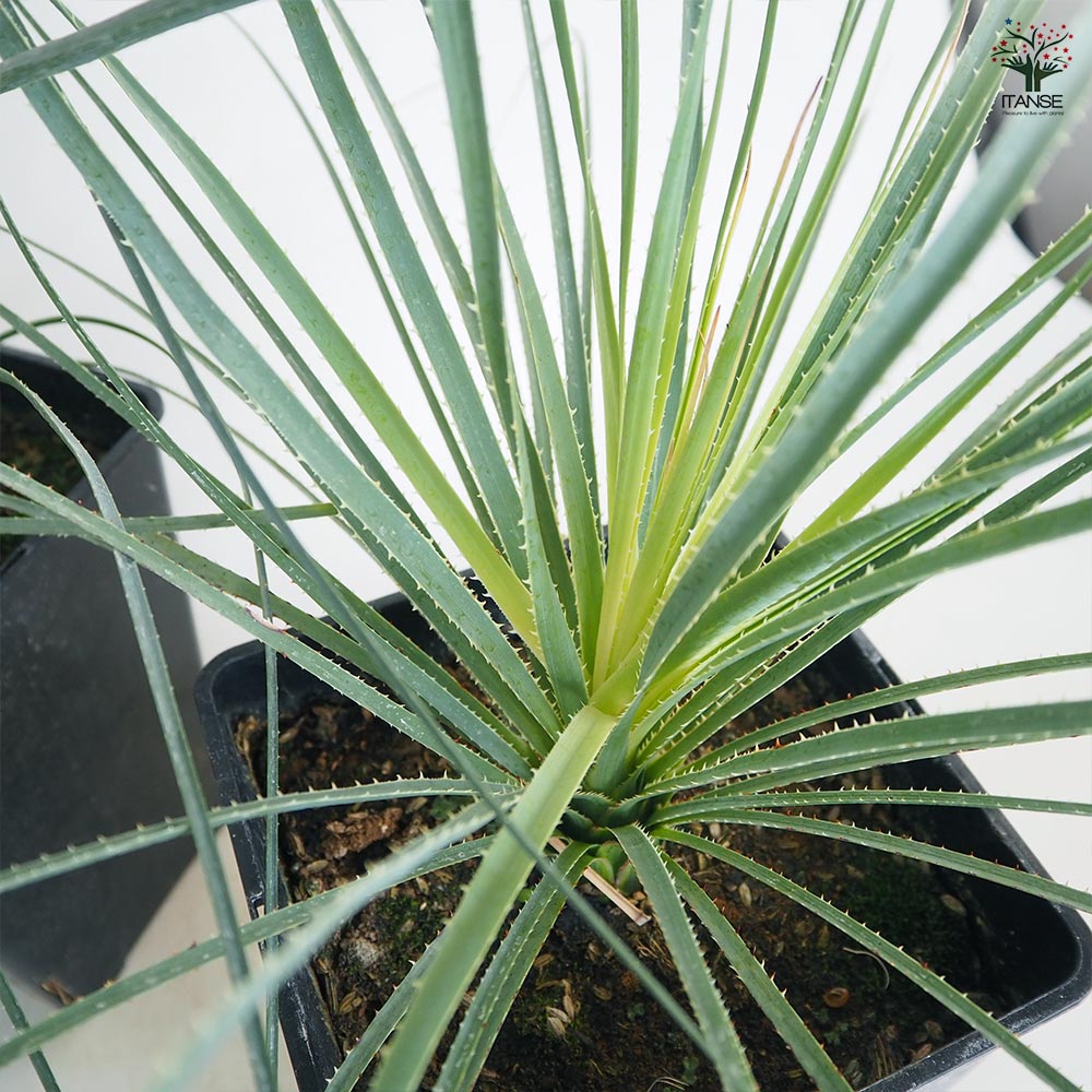 ダシリリオン パリヤナム 【多肉植物 7号／1個売り】｜ 【植物の