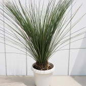 ダシリリオン ロンギッシマム 【多肉植物 13号／1個売り】|多肉植物