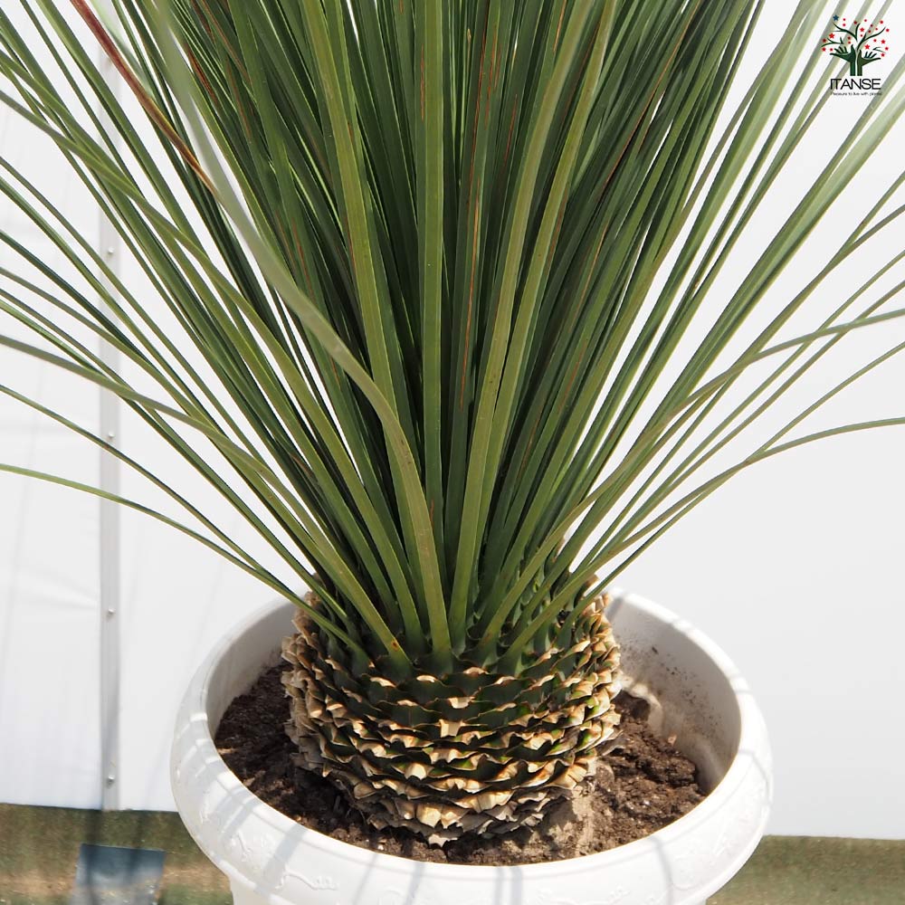 ダシリリオン ロンギッシマム 【多肉植物 13号／1個売り