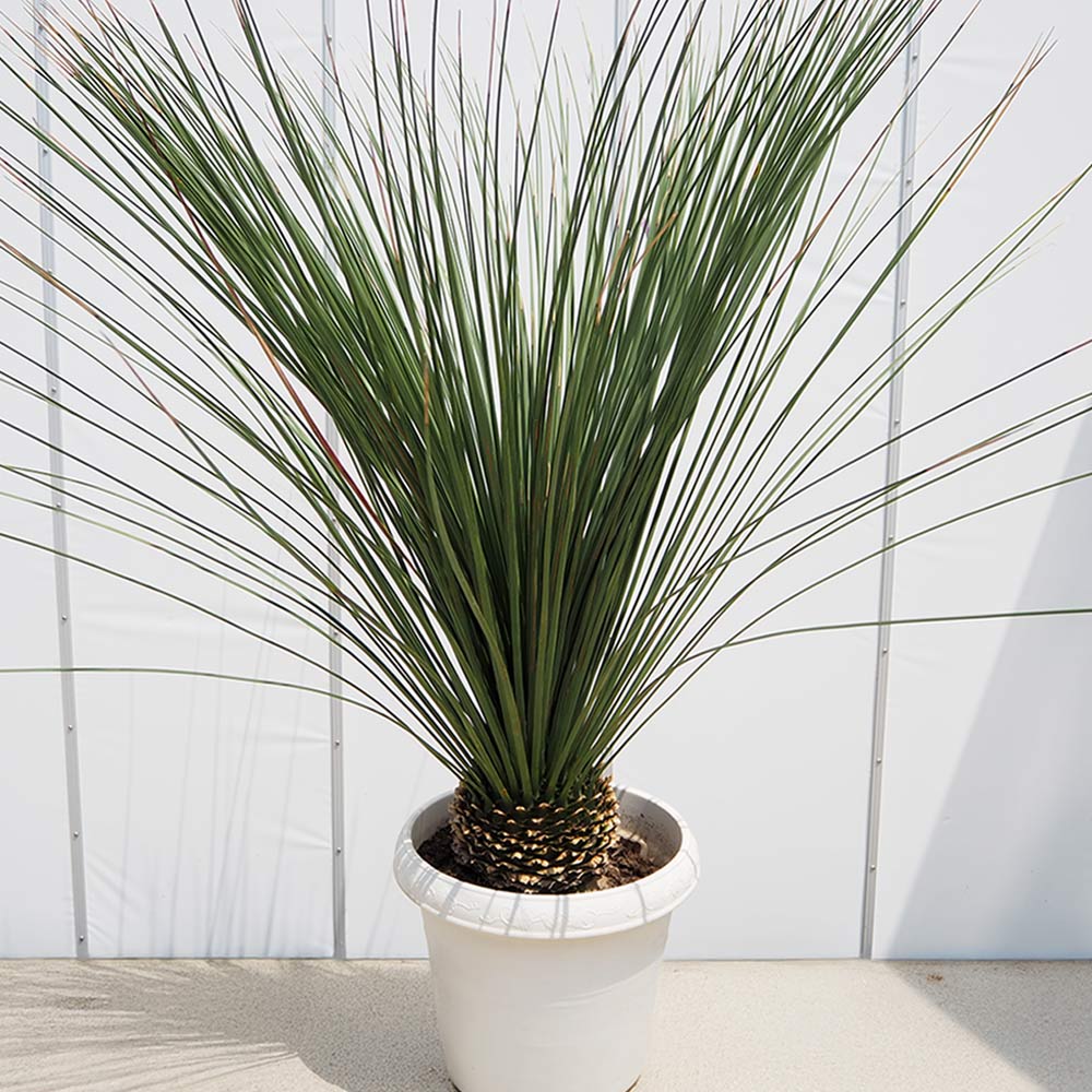 ダシリリオン　ロンギシマム　極太　ロンギッシマム ダシリリオン ロンギッシマム 【多肉植物 13号／1個売り