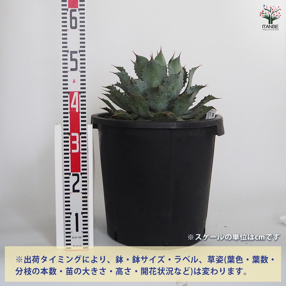 アガベ 雷神 【多肉植物 12号／1個売り】｜ 【植物のITANSE