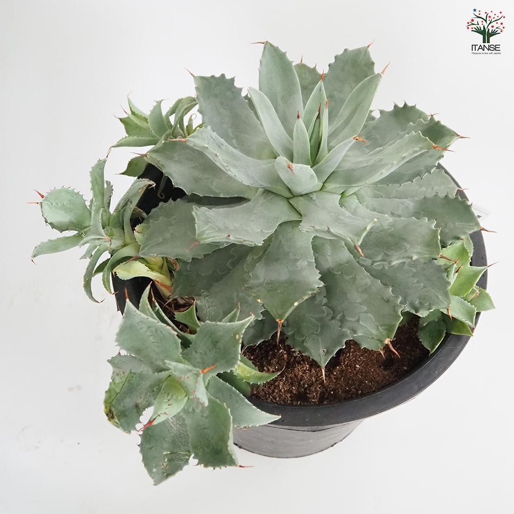 アガベ 雷神 【多肉植物 12号／1個売り】｜ 【植物のITANSE