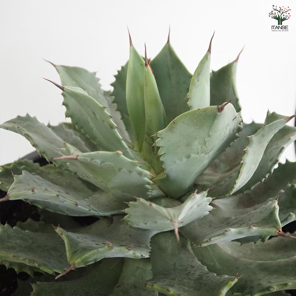 アガベ 雷神 【多肉植物 12号／1個売り】｜ 【植物のITANSE
