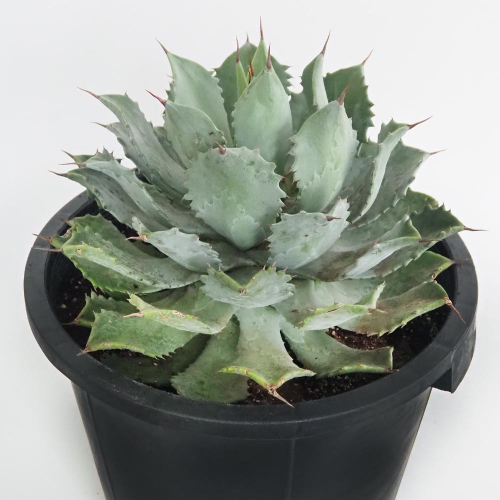 アガベ ポタトラム 大株雷神錦 子株付き 鉢ごと発送 アガベ ポタトラム