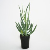 キュリオ ブルース 【多肉植物 2.5号】|多肉植物