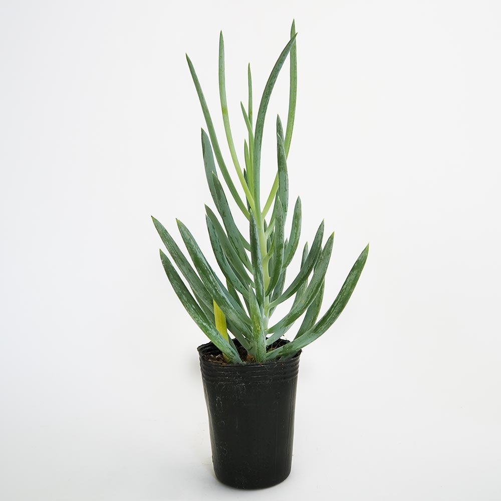 キュリオ ブルース 【多肉植物 2.5号】