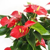 アンスリウム バンビーノレッド 【観葉植物 6号／1個売り】|観葉植物