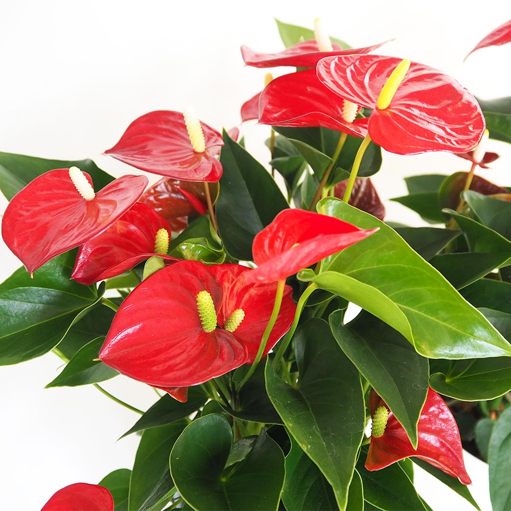 アンスリウム バンビーノレッド 【観葉植物 6号／1個売り】