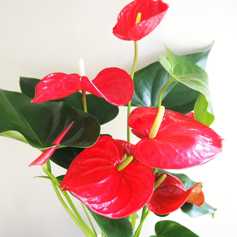 アンスリウム ミネソタ 【観葉植物 6号／1個売り】