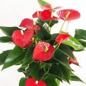アンスリウム ミクラ 【観葉植物 6号／1個売り】|観葉植物