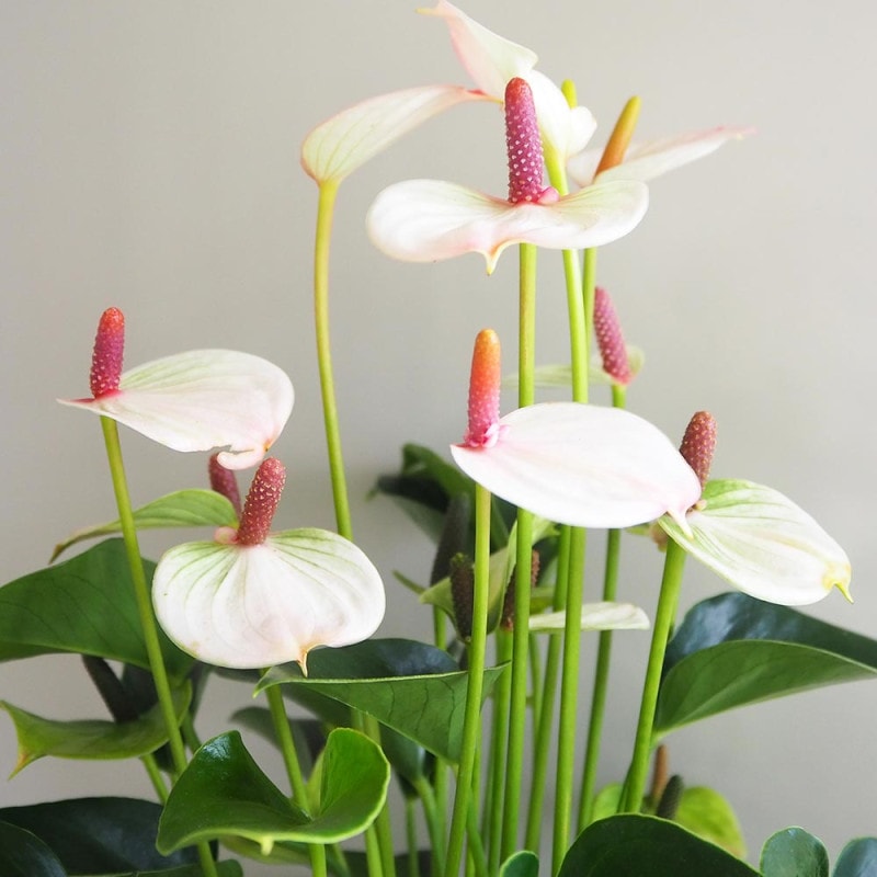 ハイビスカス　苗　黄色/イエロー　花木　南国/沖縄/園芸/観葉/植物... ハイビスカス イエロー 【花木苗 4号／1個売り】｜ 【植物の