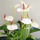 アンスリウム リパピンクミニ 【観葉植物 5号／1個売り】|観葉植物