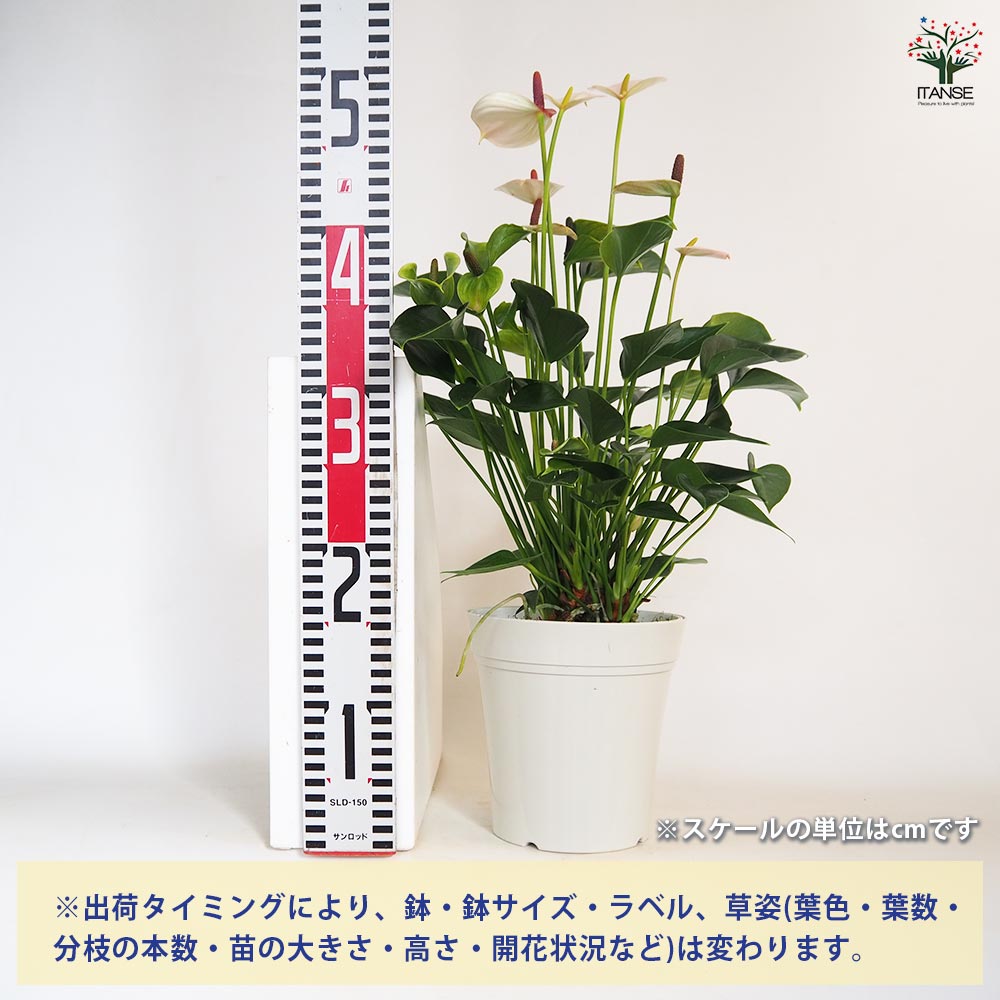 アンスリウム リパピンクミニ 【観葉植物 5号／1個売り】｜ 【植物の