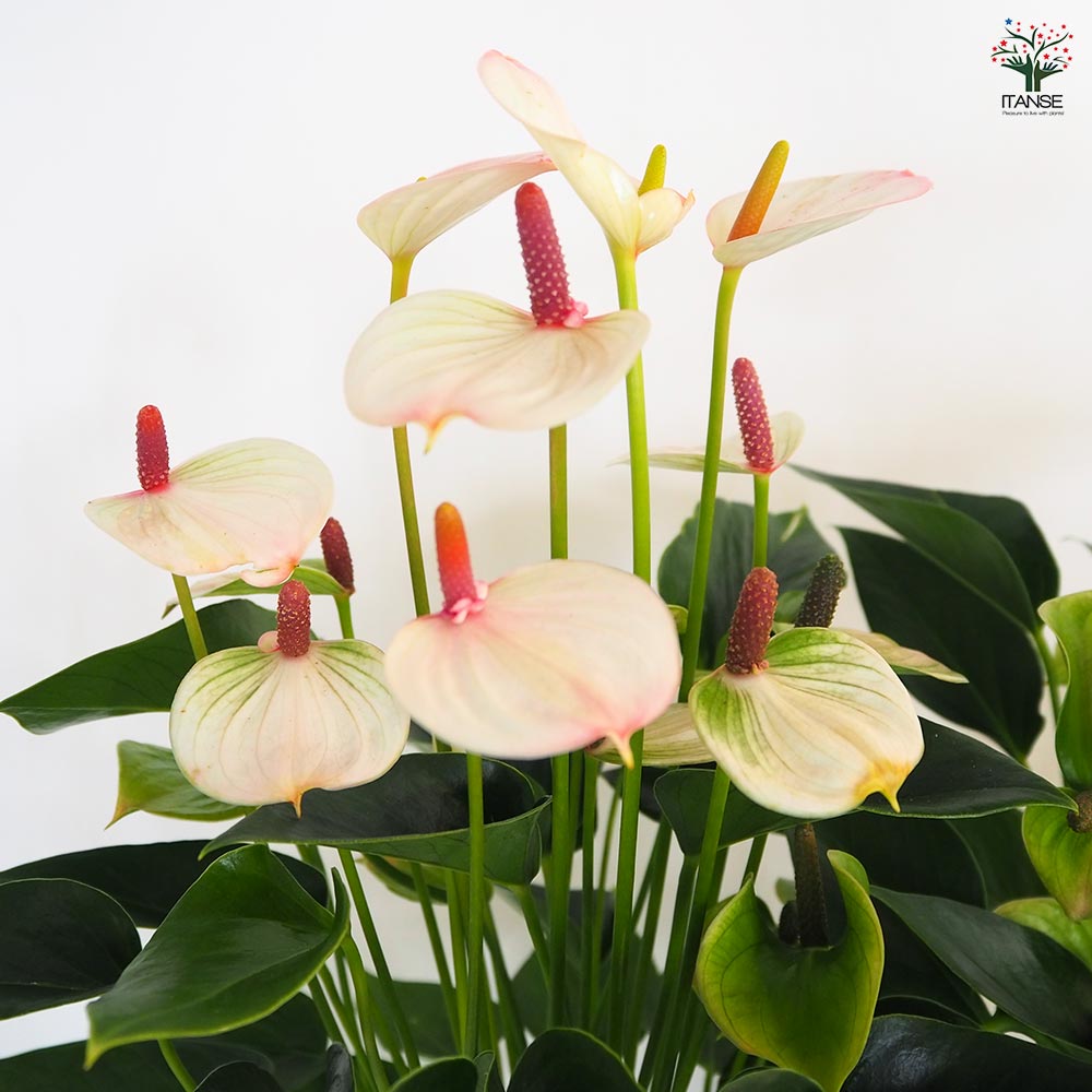 アンスリウム リパピンクミニ 【観葉植物 5号／1個売り】｜ 【植物の