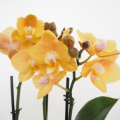 胡蝶蘭 マロン 【花苗 4号／1個売り】|花苗