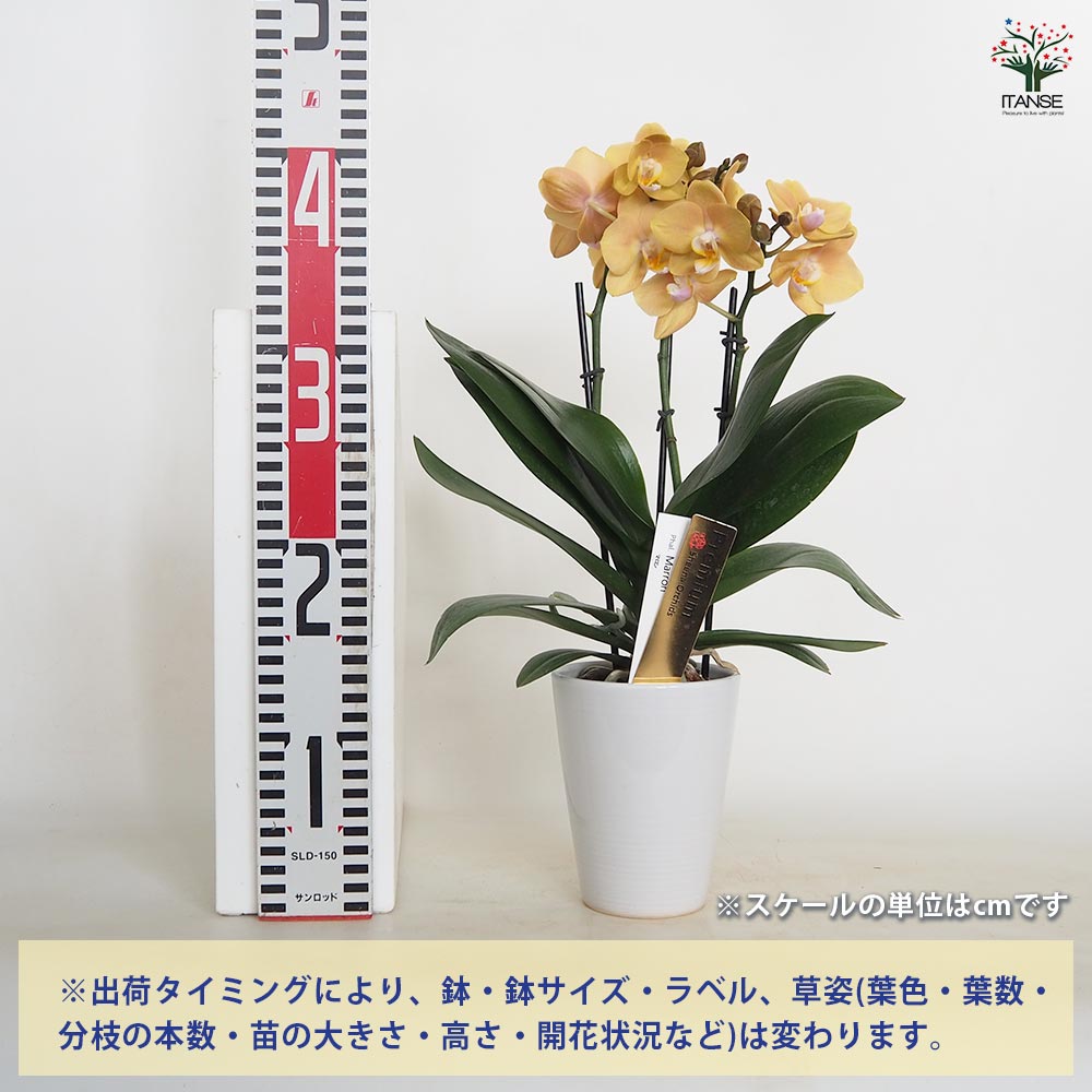 ミディ 胡蝶蘭　マロン　6本立ち　椎名洋蘭 ミディ胡蝶蘭 マロン 椎名洋ラン - メルカリ