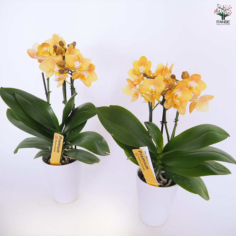 胡蝶蘭 ダイソン 産地直送】椎名洋ラン園 ミディ胡蝶蘭4号鉢2本立ち｜白系｜送料込み