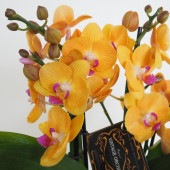 胡蝶蘭 シナモン 【花苗 5.5号／1個売り】|花苗