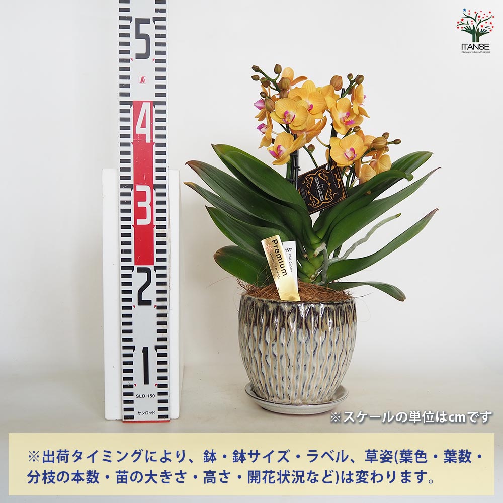 胡蝶蘭 シナモン 【花苗 5.5号／1個売り】｜ 【植物のITANSE